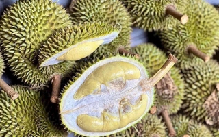Sầu riêng giống cổ Chuồng Bò, Sáu Hữu bất ngờ được chuộng