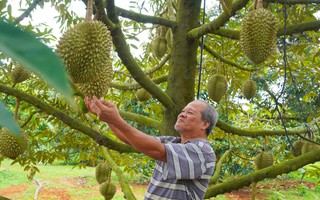Ở nơi sầu riêng không lo... "sầu chung"
