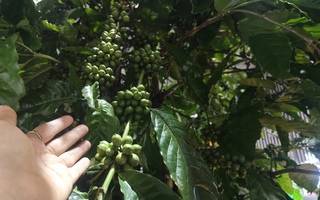 Giá cà phê hôm nay 8-7: Lao dốc, Chủ tịch VICOFA nói gì?
