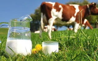 Trung Quốc không cho phép dùng sữa hoàn nguyên làm sữa tiệt trùng, ngành sữa Việt Nam cần chú ý