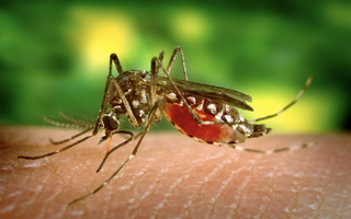 Bệnh Chikungunya bùng phát ở nhiều nước, TP HCM từng có ca bệnh