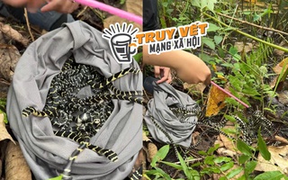 Xôn xao clip một TikToker phóng sinh bầy rắn hổ mang chúa mới nở