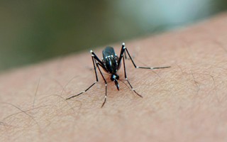 Vì sao Chikungunya dễ nhầm với sốt xuất huyết?