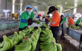 Xuất khẩu chuối với giấc mơ tỉ đô