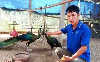 Từ thành công của "vua chim" Gia Lai đến vụ án gà lôi trắng ở Nghệ An