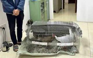 Vụ bị phạt tù vì nuôi bán 13 con gà lôi trắng: Không tìm được người mua