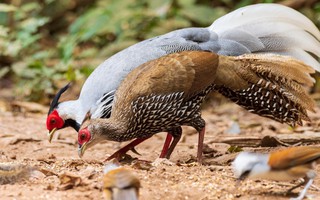 Vì sao có người nuôi động vật rừng quý hiếm được vinh danh, người lại bị truy tố?