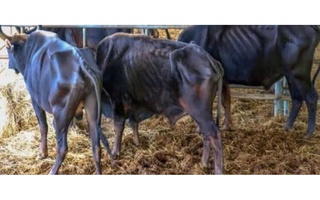 Vườn Quốc gia Núi Chúa - Phước Bình nói gì về hình ảnh lan truyền "đàn bò tót lai ốm trơ xương”?