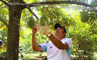 Vì sao Đắk Lắk đặc biệt quan tâm đến sầu riêng và yêu cầu công an tăng cường kiểm tra?