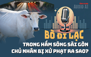 Audio: Để bò đi lạc trong hầm sông Sài Gòn, bị xử phạt ra sao?