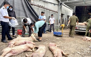 Ổ dịch tả heo châu Phi tăng 187%, Đồng Nai chỉ đạo "nóng"