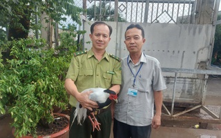 Một con gà lôi trắng tại TP HCM được giao về trạm cứu hộ