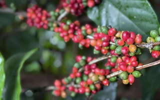 Giá cà phê hôm nay 19-8: Robusta thụt lùi, thị trường Trung Quốc ra sao?