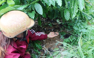 Hoang mang vì phân bón không tan sau gần 1 tháng