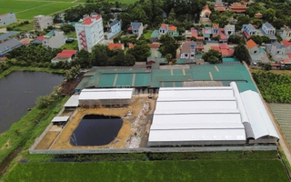 Trang trại hàng trăm con bò "mọc" sát khu dân cư ở Thanh Hóa gây mùi hôi thối