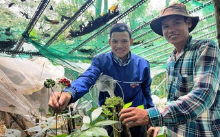 Giúp nhau làm giàu từ sâm Ngọc Linh