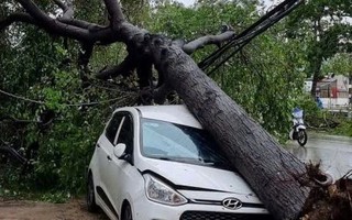 Thấy gió trong bão số 5 quá mạnh, không dám ra đánh xe ô tô rời đi để tránh cây gãy đổ