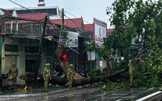 Cây đổ la liệt sau bão số 5 ở Thanh Hóa