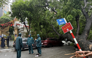 Cây xanh lớn đổ đè trúng 2 ô tô trên đường phố