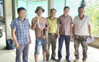 Trăn quý bò vào vườn nhà dân, cả làng hiếu kỳ rủ nhau đến xem