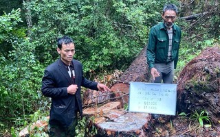 68 thông cổ thụ ở Lâm Đồng bị cưa hạ