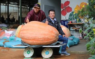 Bí ngô khổng lồ ở Đà Lạt nặng 174 kg, 4 người khiêng ra khỏi vườn