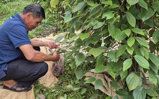 Giá tiêu hôm nay 31-8: Những yếu tố đẩy giá