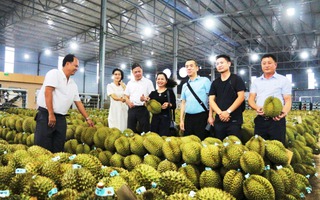 Sầu riêng gặp mưa, nhiều người "nát ruột"