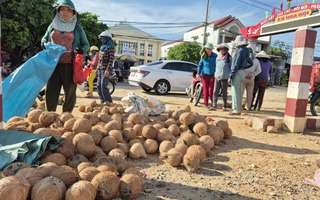 Nông dân trồng dừa trúng lớn