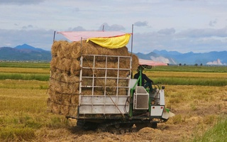 Cách "hái ra tiền" của một vùng quê ở Quảng Trị