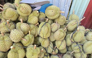 Sầu riêng sượng nước rớt giá mạnh, khắc phục được không?