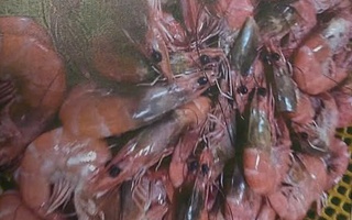 Làm rõ thông tin tố cáo "nhập thực phẩm bẩn vào trường tiểu học ở Đà Lạt" gây xôn xao mạng xã hội