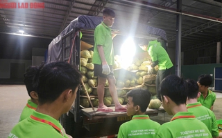 Các vựa sầu riêng thu mua xuyên lễ 2-9