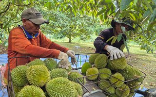 Sầu riêng tăng giá, xuất khẩu rau quả hồi phục