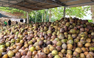 Dừa khô tăng giá kỷ lục