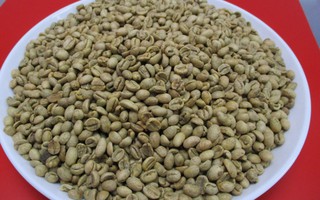 Giá cà phê hôm nay 22-9: Có tăng trở lại?