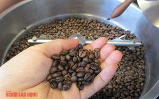 Giá cà phê hôm nay 23-9: Bật tăng 3 con số