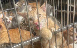 FOUR PAWS: Nạn trộm cắp chó mèo được báo cáo nhiều nhất ở Việt Nam
