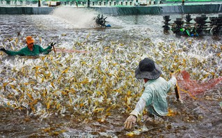 Nuôi tôm an toàn sinh học