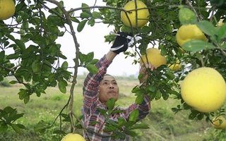 Chuyển đổi xanh để phát triển bền vững