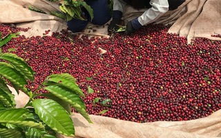 Giá cà phê hôm nay 1-10: Quay đầu tăng, khép lại vụ cà phê cũ như mơ