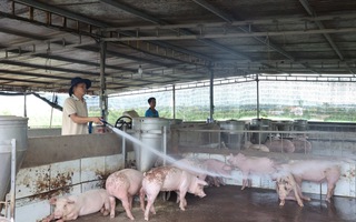 TP HCM: Ba hộ dân che giấu ổ dịch tả heo châu Phi