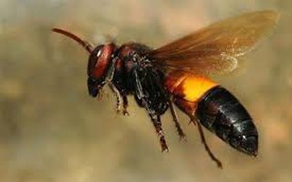 2 mẹ con ở Cà Mau bị ong đốt, 1 người tử vong