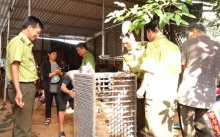 Bắt được động vật "lạ", lên mạng tra cứu thì tá hỏa giao nộp cho công an