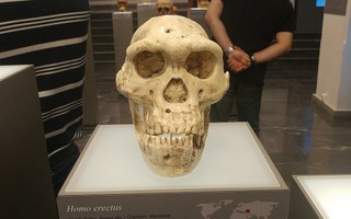 Hai loài người chưa từng biết đã đến lục địa Á - Âu cùng tổ tiên chúng ta