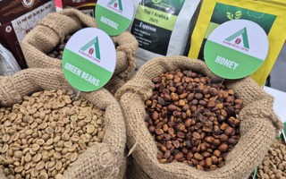 Giá cà phê hôm nay 1-1: Cao nhất 10 ngày qua