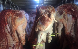 Giá heo hơi hôm nay, 1-1-2026: Diễn biến mới trong ngày đầu năm