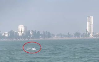 VIDEO: Đàn cá heo trắng "nhảy múa" ở biển Sầm Sơn