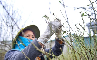 Cả làng rủ nhau ra đồng tuốt lá đào phai, chờ bung nở ngày Tết