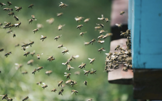 Người phụ nữ bị đàn ong đốt nguy kịch dù nhảy xuống sông